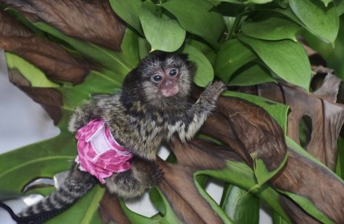 Finger Marmoset Monkey
