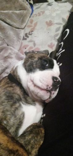 Presa Canario mixed with English bulldog puppy