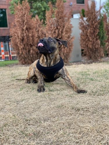 Loving Presa Great Family Dog 1yr 4months