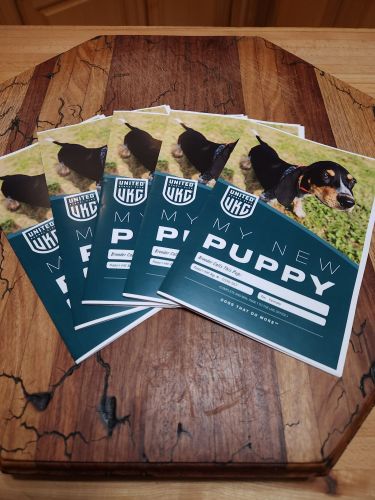 Perro de Presa Canario