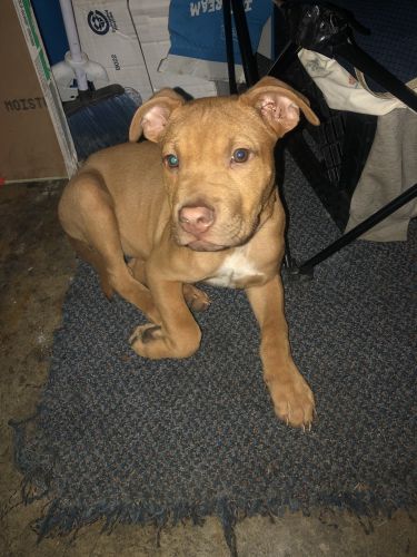 Nino Mighty 12 week Old Presa Canario pit mix