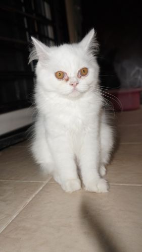 Persian Cats for sale in Veerannapalya, Nagavara, Bengaluru, Karnataka 560045, India. price: 5,000 INR