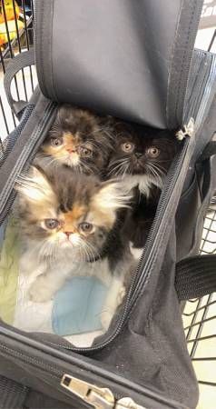Adorable Persian Kittens