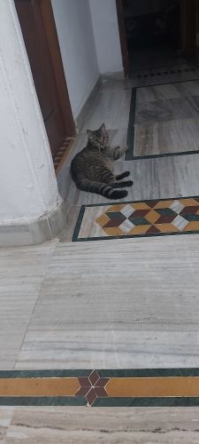 Persian Cats for sale in Subedari, Hanamkonda, Telangana, India. price: 3000 INR