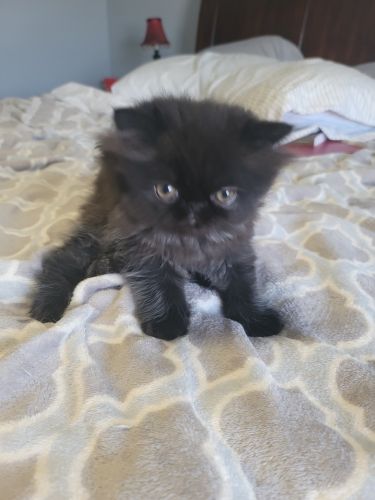 Persian kitten
