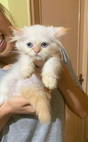 For sell Persian cat