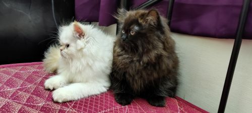 Persian kitten for sale in Bangalore