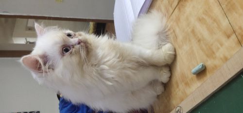 Persian white kitten for sale