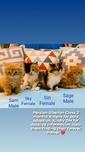 Persian Kittens for Sale (Pure Breed)