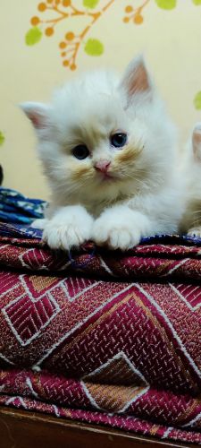 Kittens looking for lovable parents