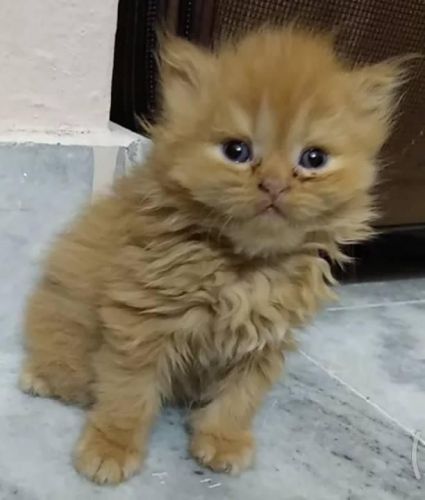Persian Cats for sale in Bharat Heavy Electricals Limited, Hyderabad, Telangana, India. price: 5,500 INR