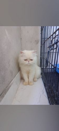 Cat for sale one mother and 5 kitten 4 female kitten and one male kitt