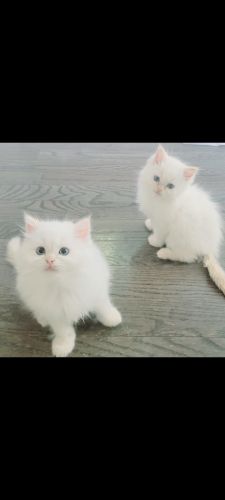 Beautiful Dollface Persian Kittens