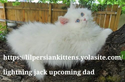 Persian Himalayan kittens Omaha Nebraska