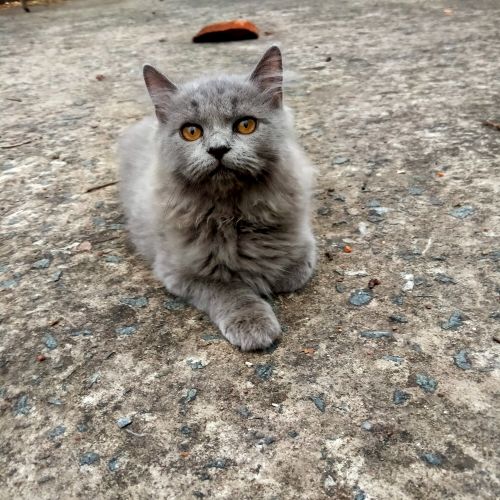 Persian cat