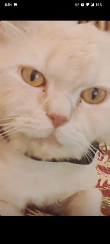 Persian Cats for sale in Sector 18, Sector 18A Dwarka, Kakrola, Delhi, 110075, India. price: 9,999 INR