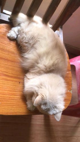 Persian Cats for sale in Hyderabad, Telangana, India. price: 7,000 INR