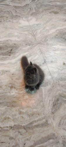 Selling a Persian cat kitten