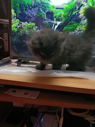 Persian cat kittens for sale