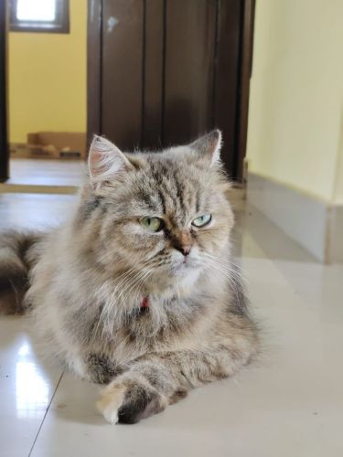 2 adult and 2 kittens for sale