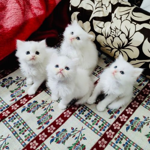 Persian Cats for sale in East Delhi, Delhi, India. price: 8,000 INR