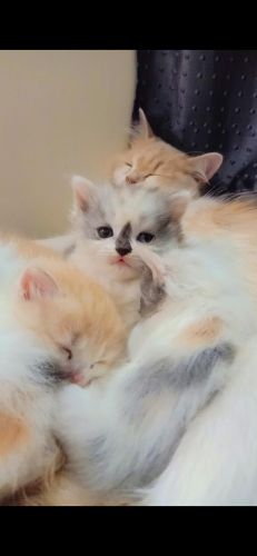 Persian Cats for sale in New Friends Colony, New Delhi, Delhi, India. price: 15,000 INR