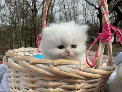 Blue Eyed White Females