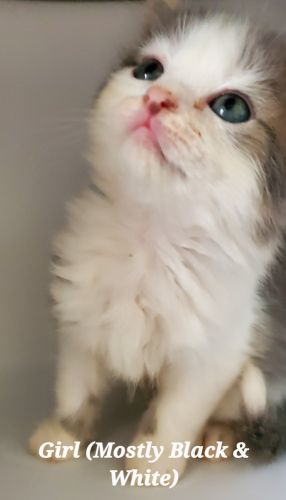 Persian Kitten