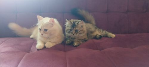 2 Cats(male n female)