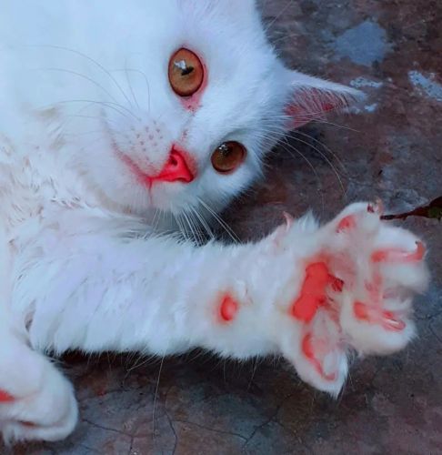 Persian kitten