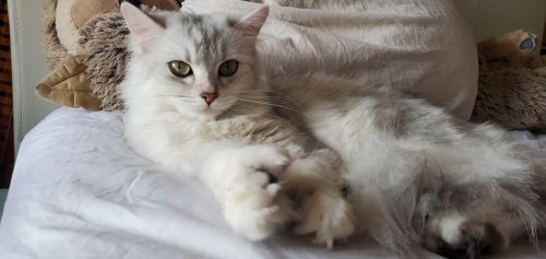 PERSIAN CHINCHILA HIGHLANDER LYNX WITH POLYDACTYL PAWS