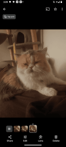 Female calico Persian