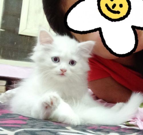 BLUE EYE PERSIAN CAT