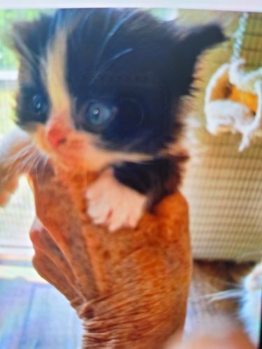 Persian Minuet Kittes