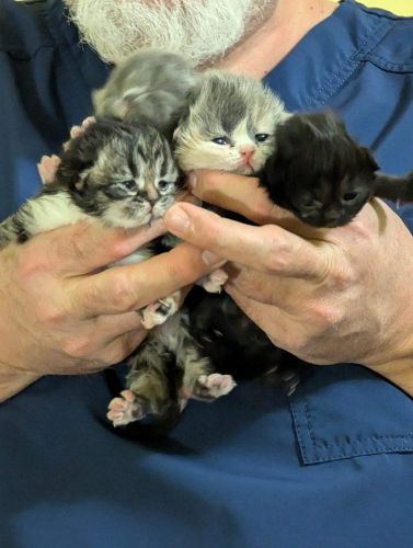 Persian Cats for sale in Rochester, NY, USA. price: $750