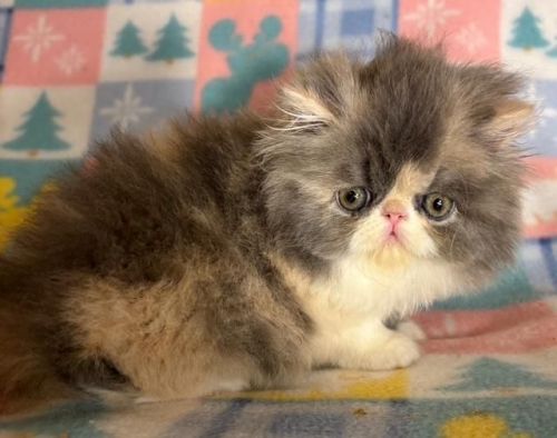 Pure Persian Dilute Calico Female