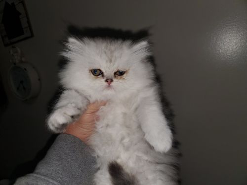 Shaded Silver Persian male kitten