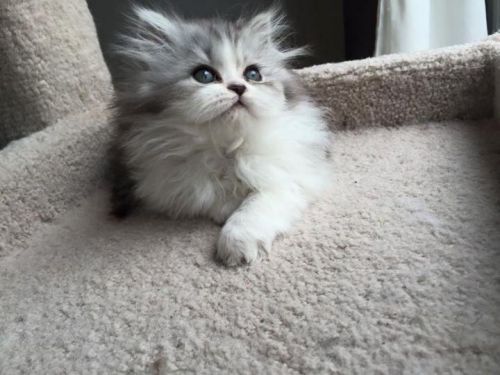 Gorgeous Baby Doll-face Persians