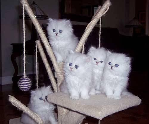 Persian kittens available