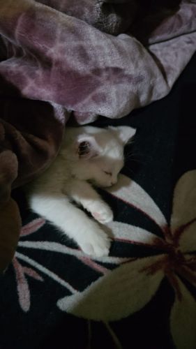 Persian Cats for sale in DLF Phase 3, Sector 24, Gurugram, Haryana, India. price: 16,000 INR