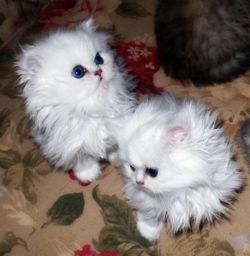 White persian kittens with blue eyes