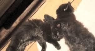 black persian available