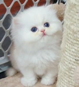 Persian Kittens For any cat loving home