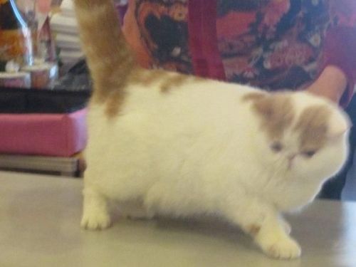 Exotic Persian Pedigree Male For Sale!!!