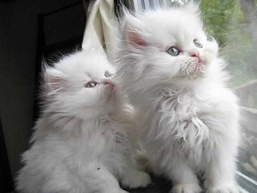 Persian kittens