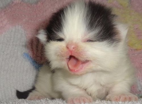 Persian Kittens available