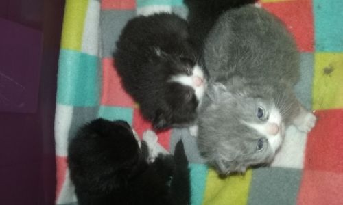 Adorable Persian kittens