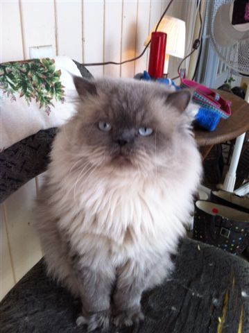 CFA Champion bloodline Persian Kittens