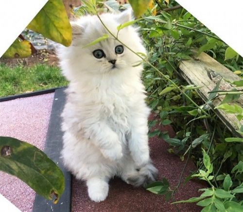 Exotic Short hair & Persian Kittens ***