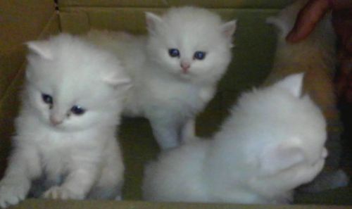Purebred Persian kittens(white)-11 weeks old